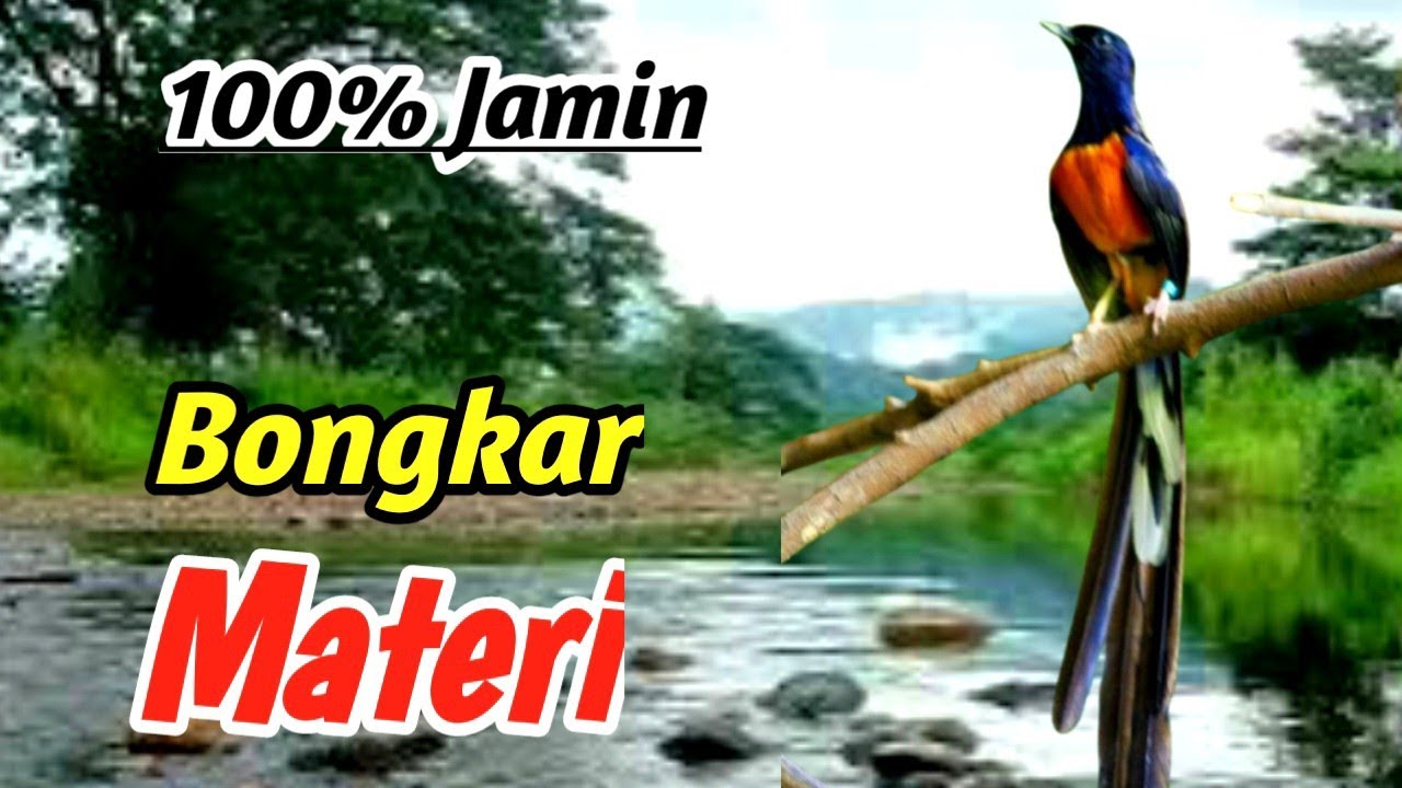 Murai Batu Golden Voice – Premium Masteran for Maximum Performance