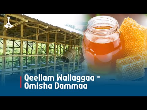 Qeellam Wallaggaa Omisha Dammaa Etv Ebc Etv Afaan Oromoo