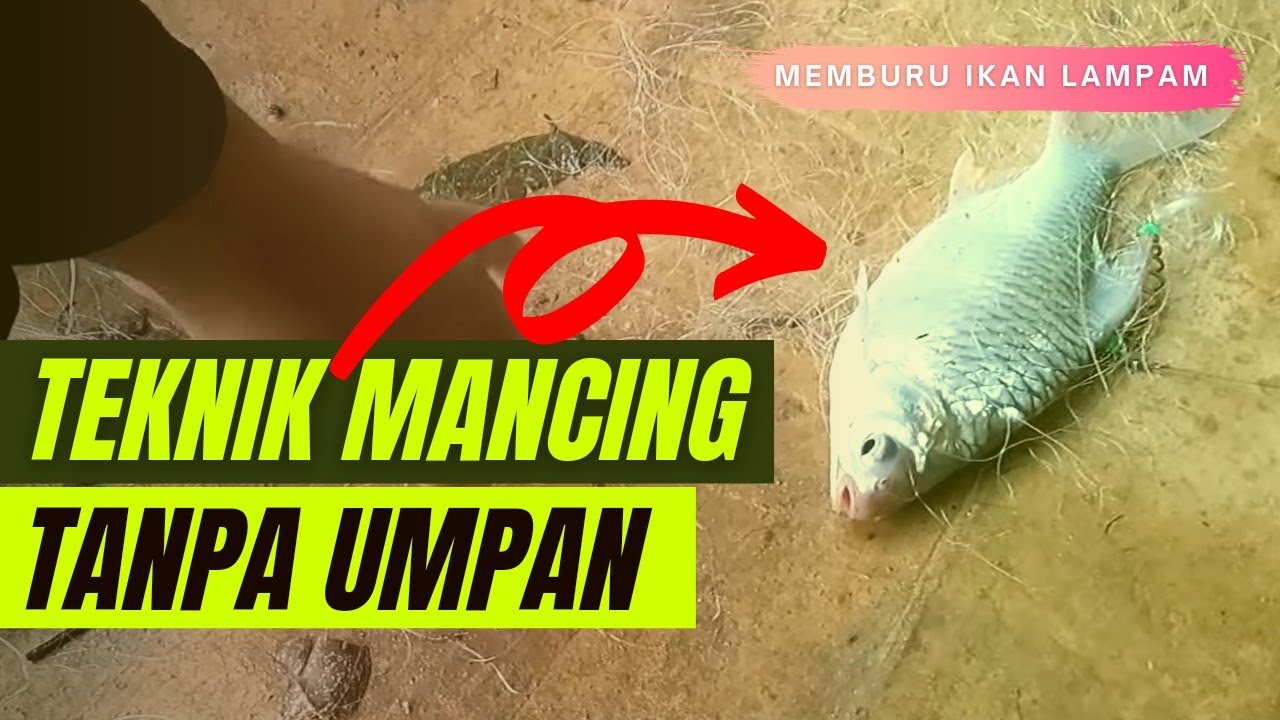 Mancing dengan cara menghanyut jaring saat air besar mancing tanpa menggunakan umpan | Ikan lampam
