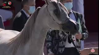 N 123 ALOHA   Emirates Arabian Horse Breeders Championship 2021   Fillies 2 Years Old Class 2B screenshot 4
