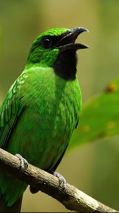 Cucak Ijo #birds #lifeisbutadream #birdsounds #animals #burungkicau #cucakijo