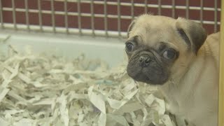 Mid-Michigan Matters: Items needed for Capital Area Humane Society