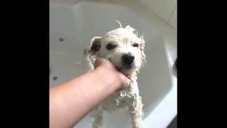 giving Snowy a bath