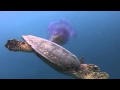 Hawksbill sea turtle vs jellyfish