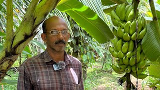 കിലോക്ക് 130 രൂപ ലഭിക്കുന്ന പൂജ കദളിl pooja kadali l guruvayoor pooja kadhali by Manoj Karolly 11,100 views 8 months ago 6 minutes, 18 seconds