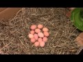 Setting fertile eggs under a broody hen.