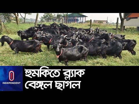 ভিডিও: কালো ছাগল: জাত, ফটো, আকর্ষণীয় তথ্য