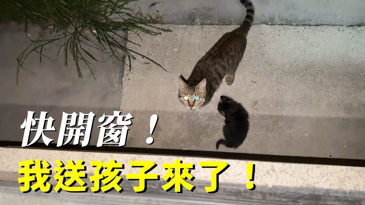 餵了流浪貓一個月後，她帶着孩子來了！