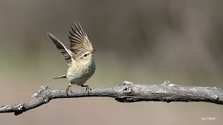 Çıvgın [ Common Chiffchaff » Phylloscopus collybita ]