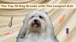 The Top 10 Dog Breeds With The Longest Hair I Beautiful Hairy Dogs I Haired Dogs I