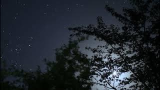 Coyotes is Howling at Night in the Gran Sabana 4 Hours - Sleeping, Calming and Resting