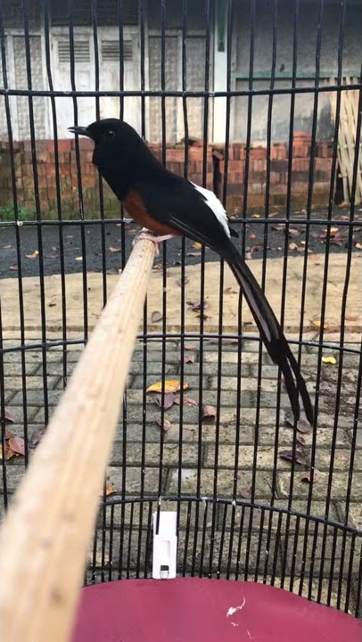 Murai batu isian prenjak