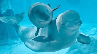 🌊 Cuidando las belugas del Oceanogràfic de València