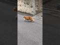 Got Something Urgent, Talk Later! #japan #tokyo #love #cat #cats #care #cutecat #cute #catlover #1
