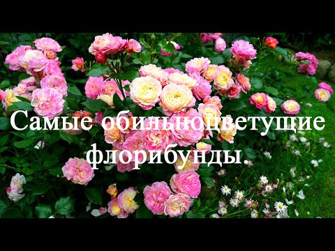 Самые обильноцветущие розы