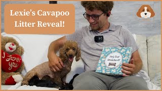 Lexie's Cavapoo Litter Reveal | Day 8 ESI