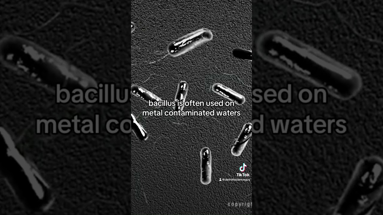 Bacillus Gram Positive Bacteria