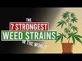 The 7 STRONGEST WEED Strains in the World!