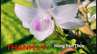 Thanh Lý Lan Đột Biến Giá Rẻ