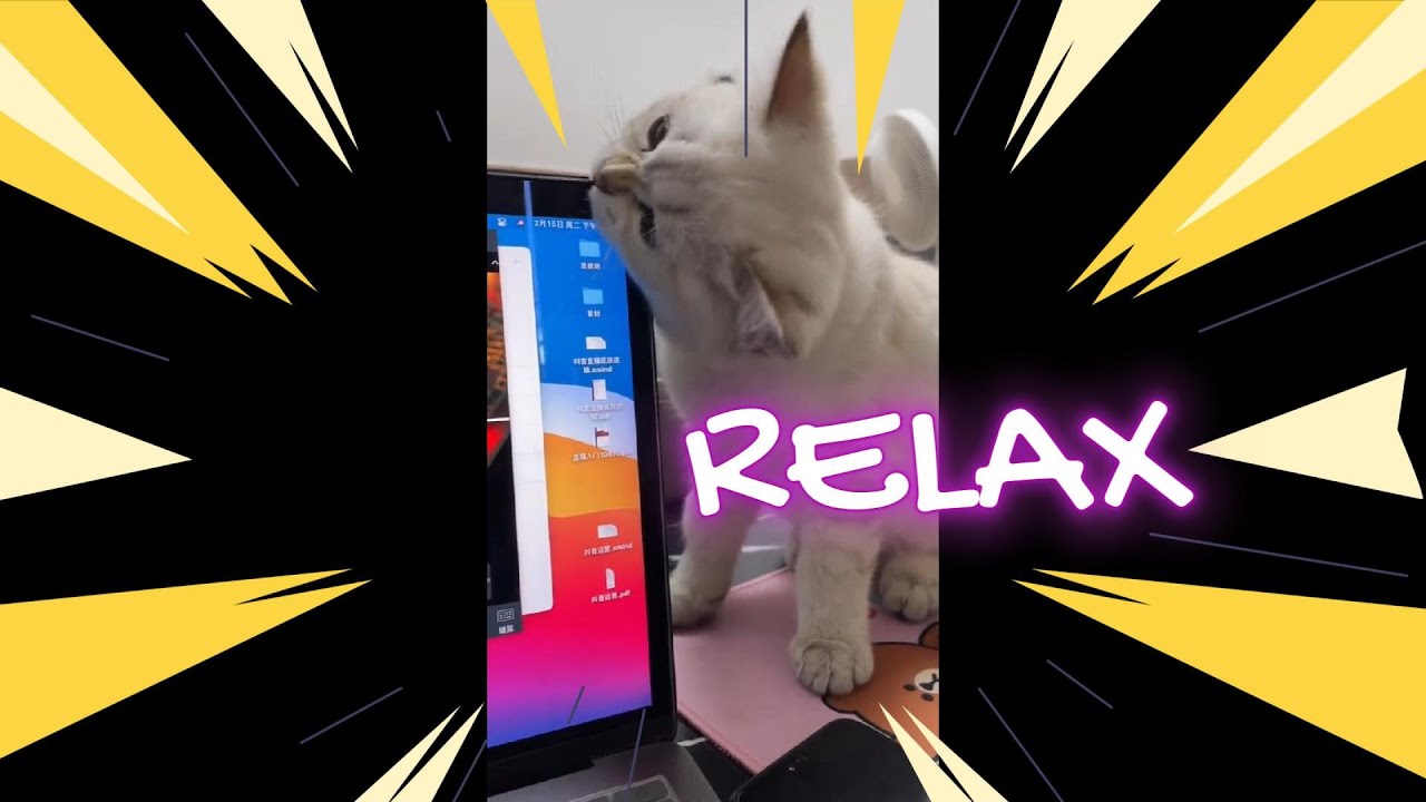 Pets giải trí Funny Pets 2 YouTube