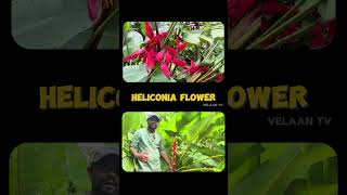 Red Heliconia Flower