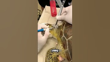 Giải Cứu Rùa Biển Khỏi Loài Sinh Vật Ký Sinh Đáng Sợ!