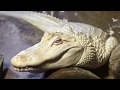 Animal Jam - Ask Brady: Is there such a thing as a white alligator?