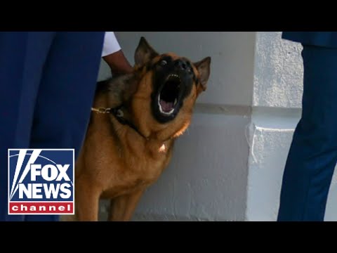 Where is biden's dog commander right now?