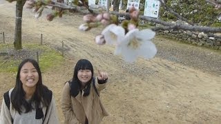 桜開花、高知トップ 平年より４日早く