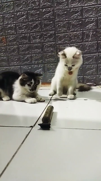 lagi main ular 🐍derik malah ada suara kucing lain🧐😦😮😱 #cat