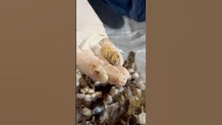 Download lagu A pupa of giant hornet #gianthornet