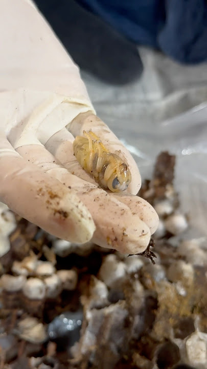 Download lagu A pupa of giant hornet #gianthornet