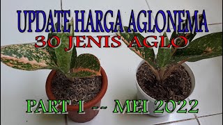 UPDATE HARGA AGLONEMA - PART 1 BULAN MEI 2022 - TUNGGALAN DEWASA