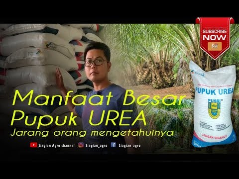 Video: Apa Itu Urea