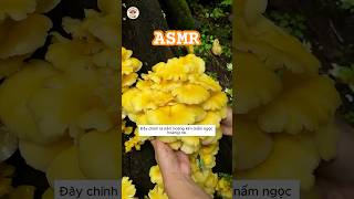ASMR 🍄 Hái Nấm Khổng Lồ Trong Rừng Mùa Mưa #shorts  #mushroom #háinấm #foraging