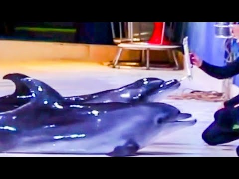 Painting by Dolphin #shorts #youtubeshorts #dolphinarium #Dubai #Dolphins