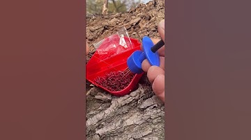 Dụng cụ kẹp mồi giun đất câu cá rô cá chép siêu nhạy siêu tốc #5🎣 #fishing #shorts