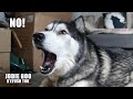 My Husky Panics When He Can't Find His Bone! Mail Time!