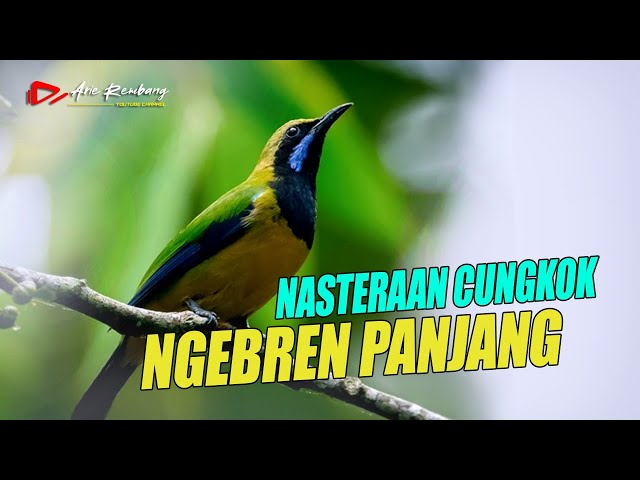 MASTERAN CUNGKOK GACOR NGEBREN NEMBAK class=