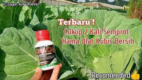 TERBARU ! INSEKTISIDA PALING AMPUH BASMI SEGALA MACAM HAMA ULAT