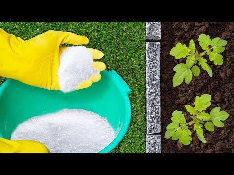 See What Happens When You Add Epsom Salt To Your Plants