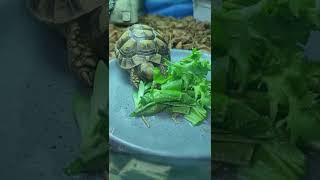 거북이밥먹는영상에 친구의 묘한소리