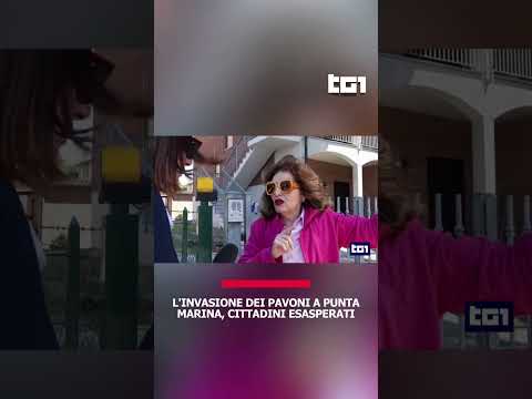 Video L'invasione dei pavoni a Punta Marina, cittadini esasperati