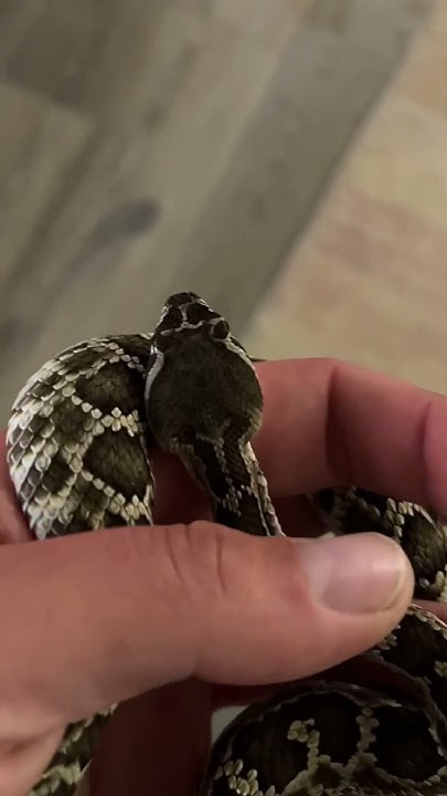 Best Or Worst Reptile Pet reptiles foryou snakevideo snake best-or-worst-reptile-pet-reptiles-foryou-snakevideo-snake