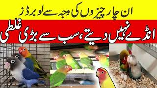 Lovebirds don't lay eggs because of these four things || love Birds Breeding mistakes screenshot 5