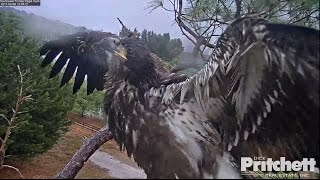 2017/04/06 10h52m SWFL *WooooW*E9 our big little eaglet is dancing Wealth