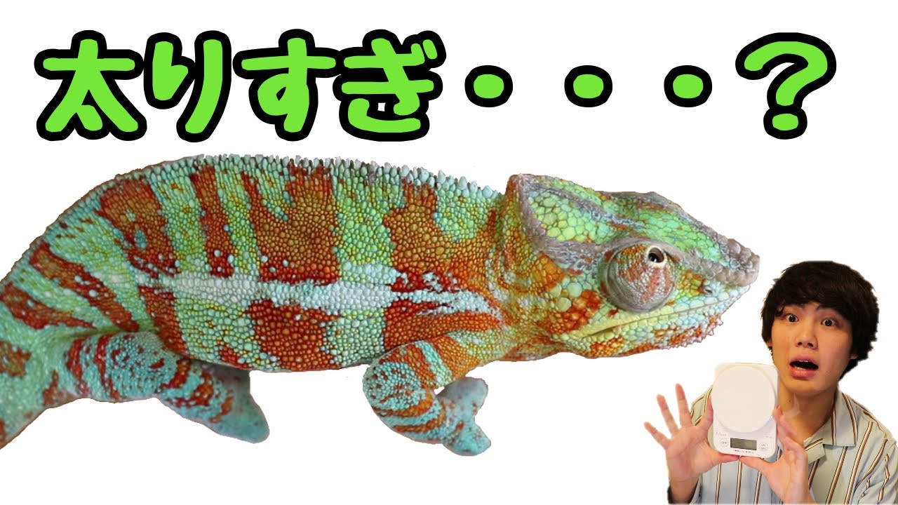 Weighing the chameleons! An unexpected situation - YouTube