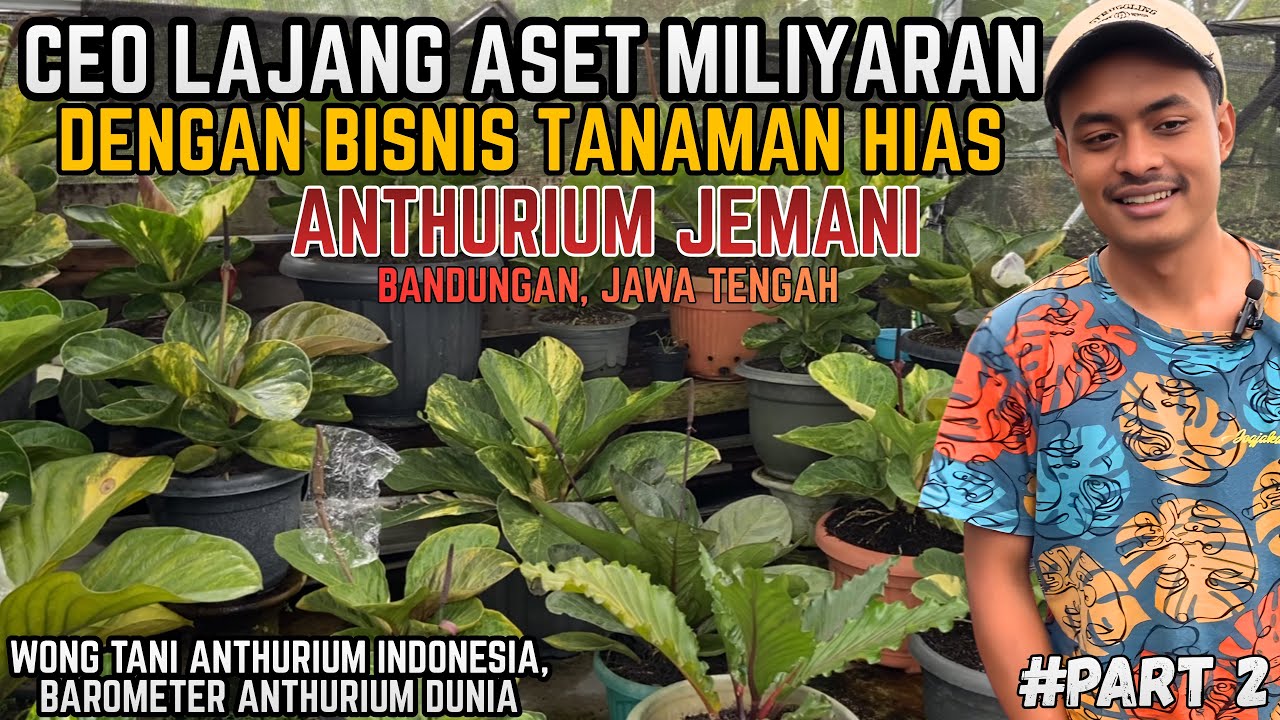 CEO YANG MENYAMAR TERNYATA MEMILIKI ASET MILIYARAN DENGAN BISNIS TANAMAN HIAS ANTHURIUM JEMANI !!