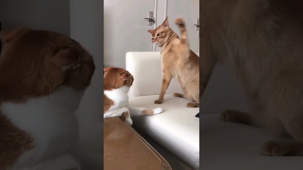 #22 Funniest Cats And Dogs videos πΆπ± #funny #animals #cuteanimals #22 Funniest Cats And Dogs videos πΆπ± #funny #animals #cuteanimals