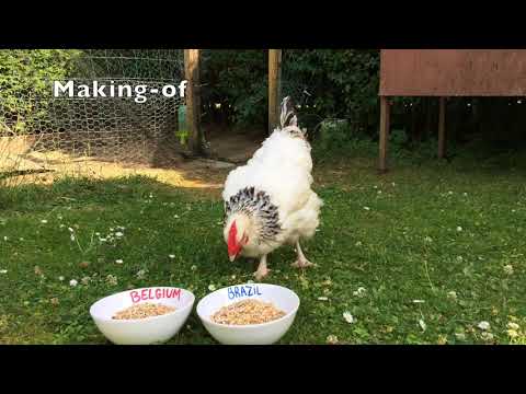 Making of Brésil - Belgique